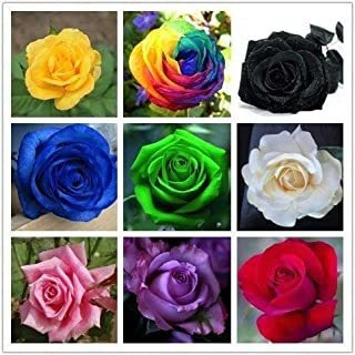 9 Colores Mezcla 450pcs Semillas Rainbow Rose Semillas Raras