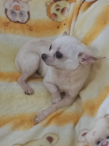 Chihuahua Hembra