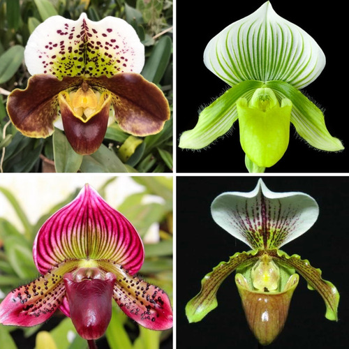 Orquídeas Sapatinho Kit 4 Orquídea Rara Paphiopedilum | Parcelamento sem  juros