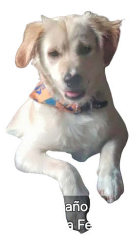 Félix, Cachorro Pseudo Golden ( Pero Mas Chiquito) , Un Sol