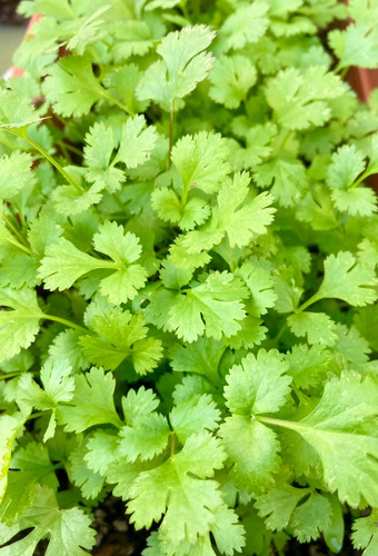 Semillas De Coriandro (cilantro) 100% Naturales