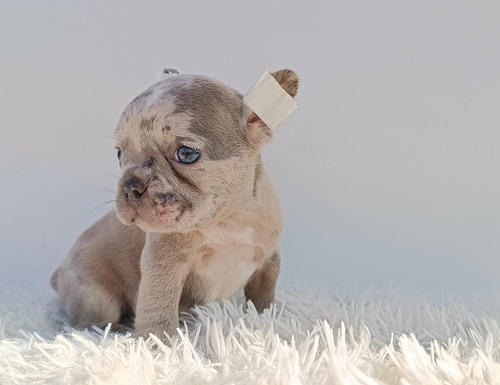 Cachorra Bulldog Francés, Entregas En Mayo 100% Pura...ojos 