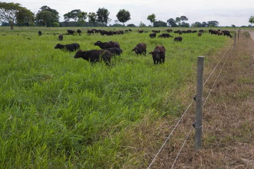 Imagen 3 de 25 de Finca Bufalina Barinas, Parroquia San Silvestre En Venta