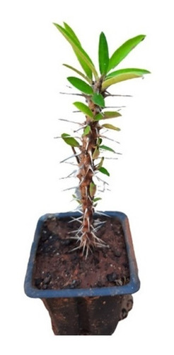 Euphorbia Milii (coroa De Cristo) Vermelha Com 20cm C/raiz