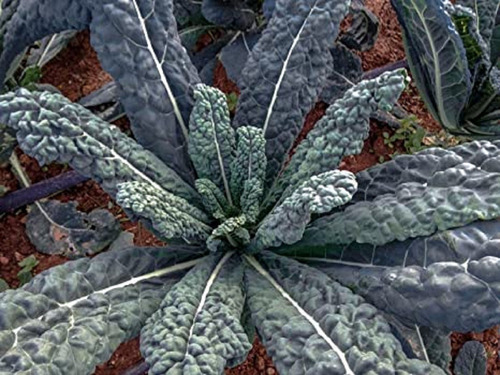 Semillas De Kale Negro De Toscana Ideal Huerta O Maceta