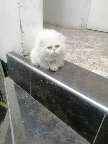 Vendo Gato Persa Es Muy Lindo Y Limpio 