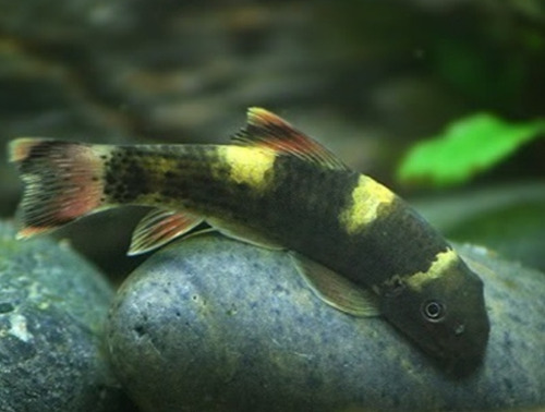 Peixe Garra Panda 3 A 5 Cm Comedor De Alga