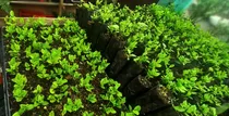 Comprar Kilo Semillas Limón Swinglea Limoncillo De Cerca Viva 
