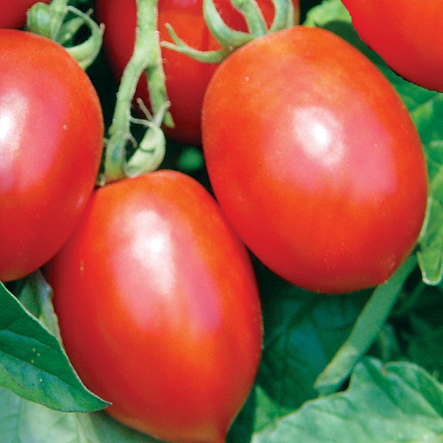 1 Libra Semillas De Tomate Saladette Variedad Rio Grande