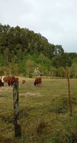 Imagen 16 de 23 de Agrícola En Venta En Puerto Montt