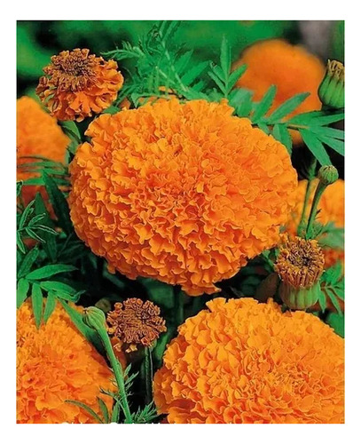 200 Semillas De Flor De Cempasúchil Doble Naranja