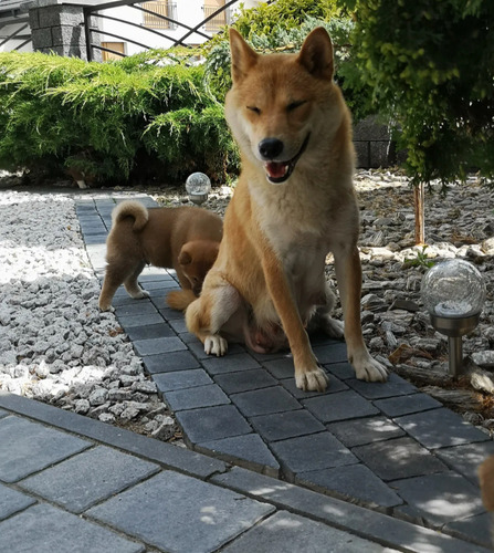 Shiba Inu