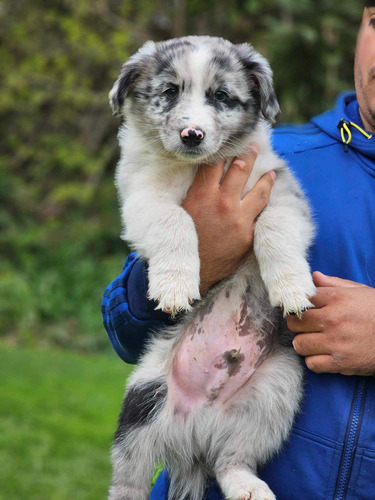 Border Collie Blue Merle Machos Y Hembras