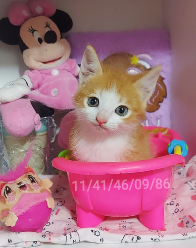 Gatita Siamés No Persa No Bengal No Azul Ruso Crema