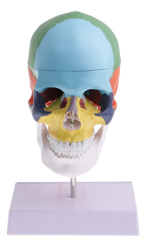 1:1 Colorido Modelo De Cabeza Humana Cráneo Con Vértebra