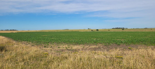 Imagen 14 de 23 de Campo Agrícola En Gualeguaychú (camino De Rojas)