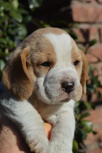 comprar Beagle Tricolor  Perros Cachorro 