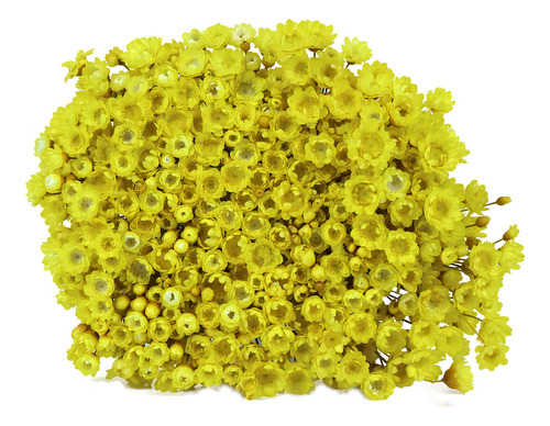 600 Sempre Viva Florzinha Amarelo I Flores Desidratadas