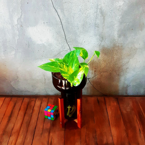 Imagen 6 de 8 de Scindapsus Little Plant 27 Con Soporte, Maceta Autorregante