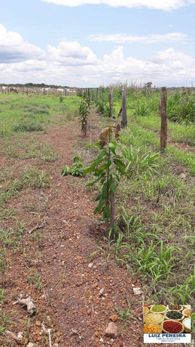 Imagem 12 de 12 de Fazenda À Venda Em Itacajá - T0 - De 230 Alqueirões (dupla Aptidão) - 1620