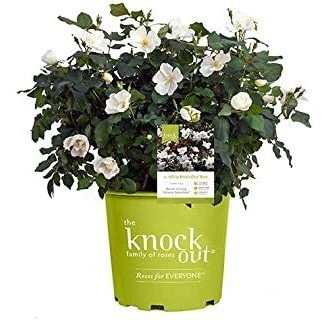 Rosa Knockout, 1 Galón, Follaje Verde Rico Con Flores Blanca