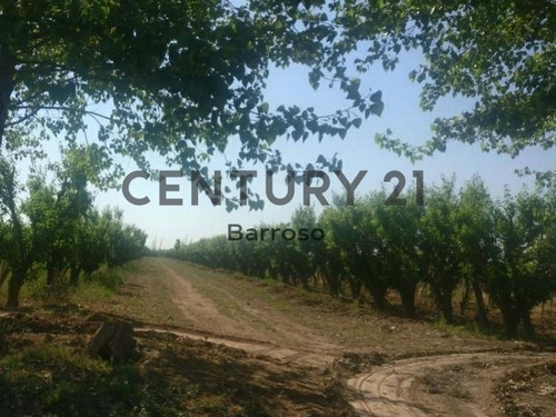 Imagen 2 de 10 de Finca De 48 Hectáreas En Lavalle, Mendoza