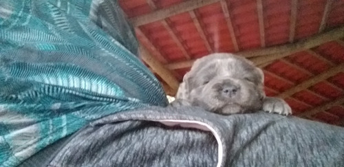 Imagem 4 de 4 de Fiote De Chow Chow Na Cor Cinza