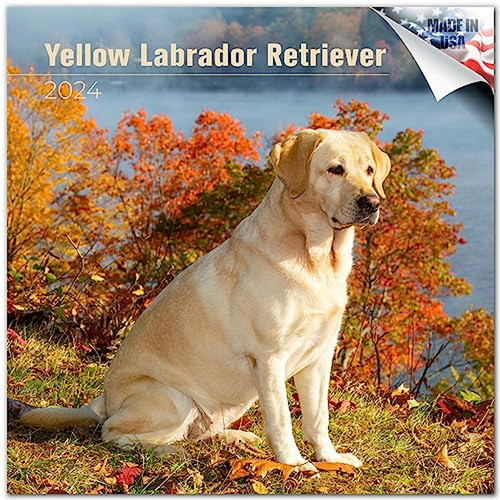 Calendario Labrador Retriever 2023-2024