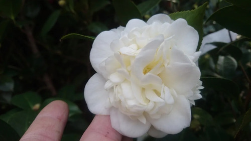 Camellia Japonica (camelia, Camelio Común) 7lts