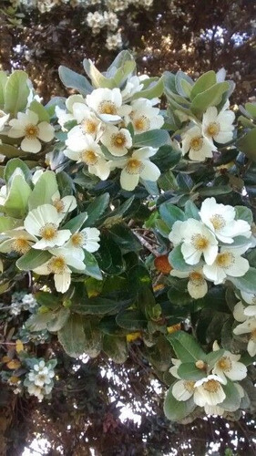 Rarísimos Árboles De Ulmo, Eucryphia Flores Perfumadas.