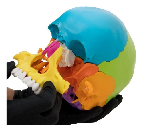 Cranio Didatico Desmontavel 22 Partes Anatomical Plus Ap015