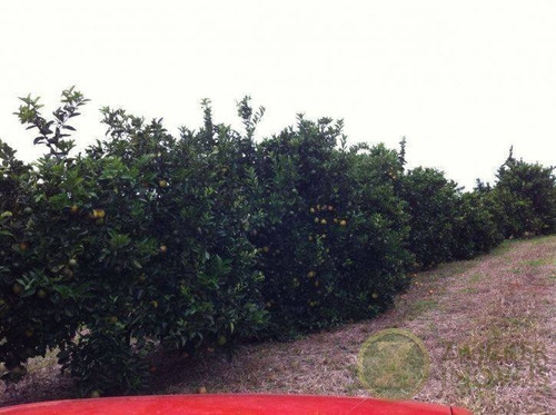 Imagem 4 de 5 de Venda: 02 Ótimos Sítios Na Região De Botucatu - Te00045