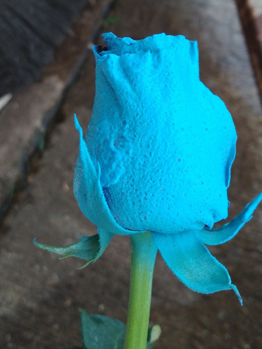 Rosas Azules Flores Naturales Ramo Docena | MercadoLibre