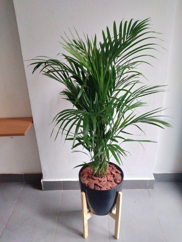 Combo Palmera Areca + Maceta Premium Nº27