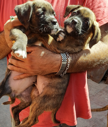 Cachorras  Boxer Máscara Blanca