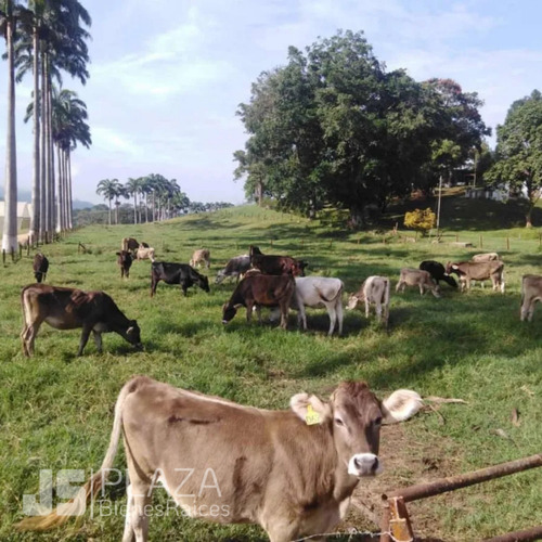 Imagen 9 de 12 de Finca De Terreno Propio En Venta Bejuma 04241408770