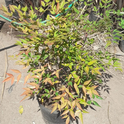 Imagen 2 de 3 de Nandina Domestica, Bambú Sagrado, Bambú Divino 10lts