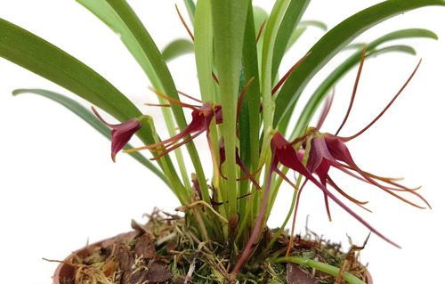 Orquídeas Miniatura - Masdevallia Herradurae