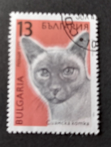 Sello Postal - Bulgaria - Gatos 1989