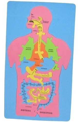 Set (2) Rompecabeza Educativo Sist. Digestivo Cuerpo Humano