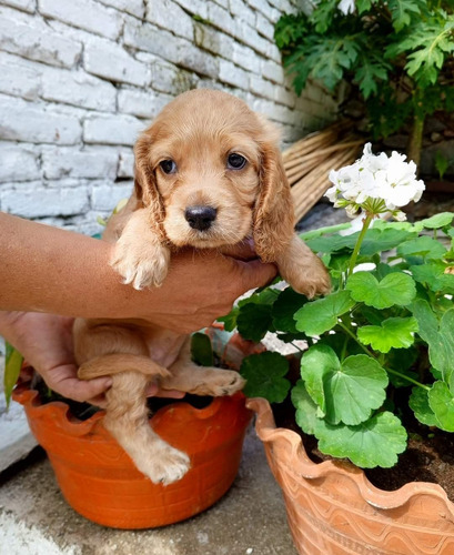 Cachorros Cocker Spaniel Americanos