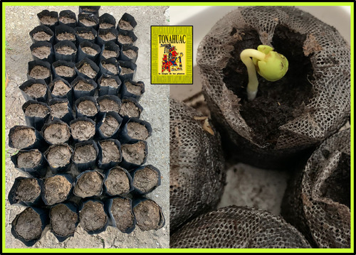 300 Semillas De Neem Codigo 907 + Regalos