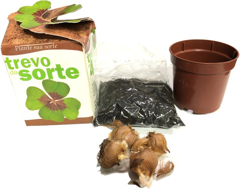 Kit Trevo De 4 Folhas Com Bulbos / Vasinho / Terra