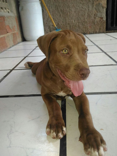 Filhote De Pitybull Macho 2 Messe Ja Vacinado