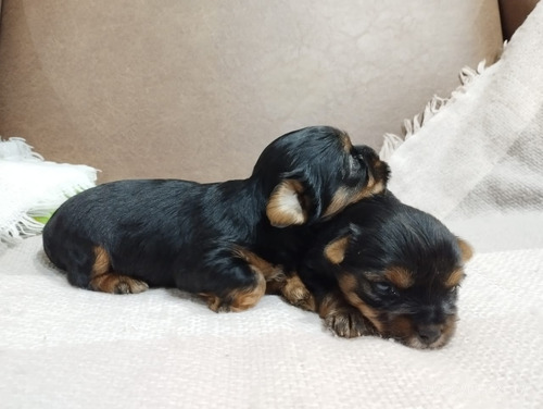 Yorkshire Terrier Hembras Acero Y Fuego