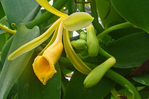 Orquidea Vainilla De 30 Cm De Alto - 1 Unidad