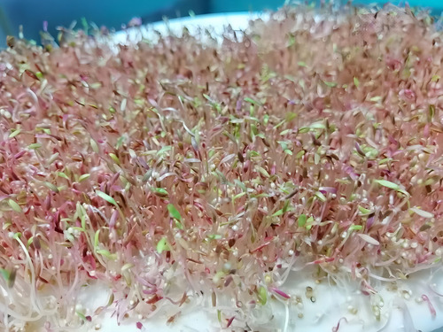 Amaranto 10 Kg Agroecológico Calidad Premium