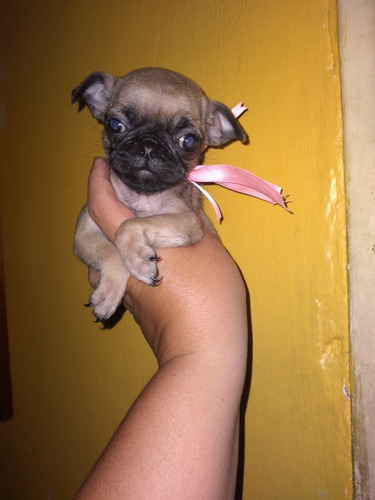 Imagen 2 de 2 de Bellas Cachorras De Pug Carlino Garantizadas