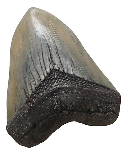 Pieza De Paleoarte Diente De Megalodon A Tamaño Natural