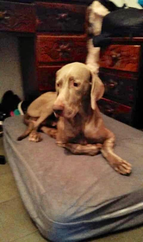 Imagen 7 de 9 de Puff Almohadón Para Perros Grandes
